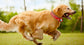 Airtag Collar for Cats & Dogs - Anti-Lost Tracker Case