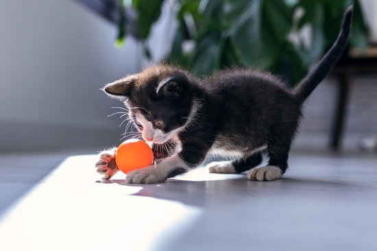 Interactive Cat Toy - Plush Ball Launcher for Indoor Play