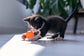 Interactive Cat Toy - Plush Ball Launcher for Indoor Play